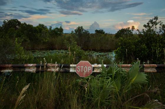 A stop sign on a back road in the Chekika area of Florida's Everglades National Park on Saturday Oct. 4, 2014. )
