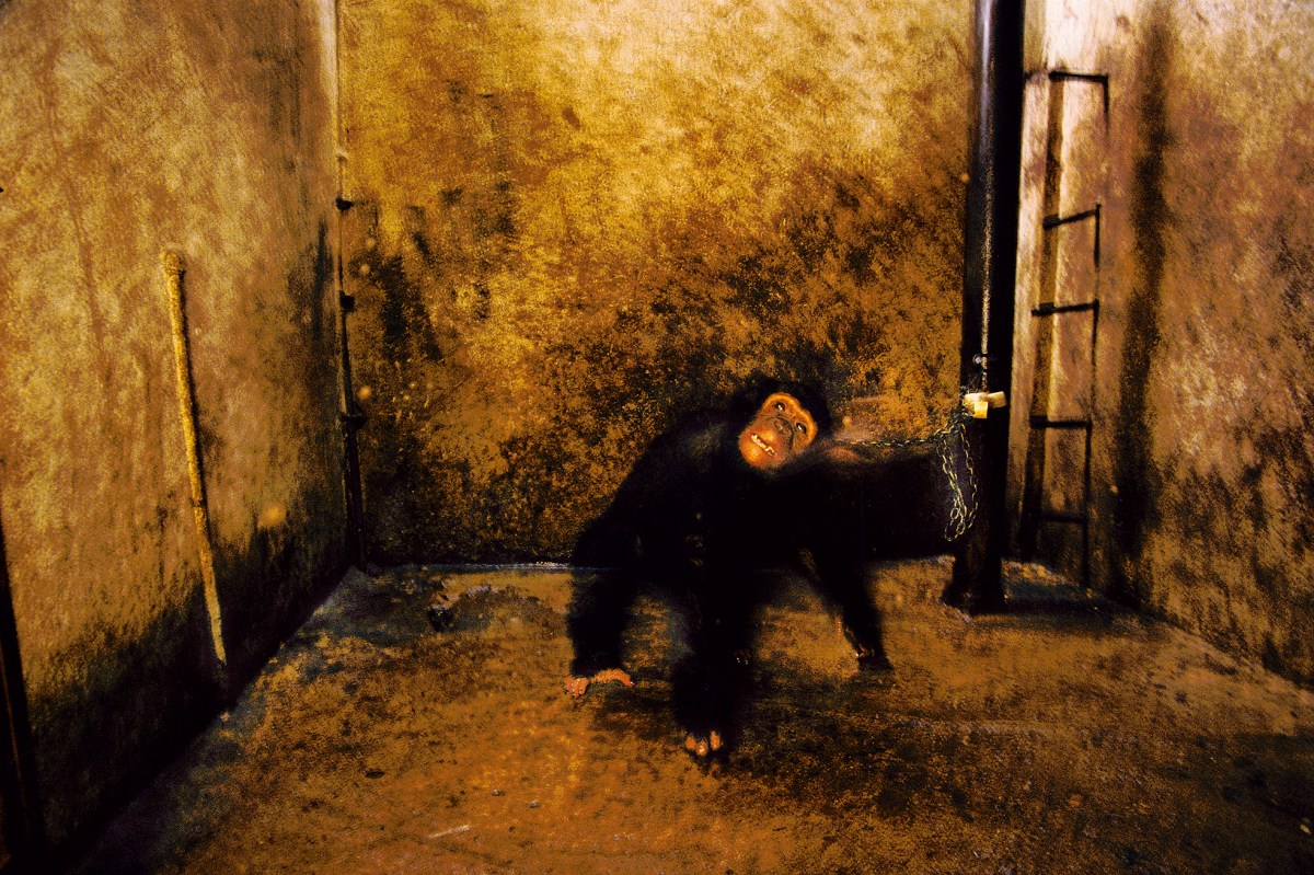 The chimpanzee Whiskey, chained in a garage, Bujumbura, Burundi, 1989.