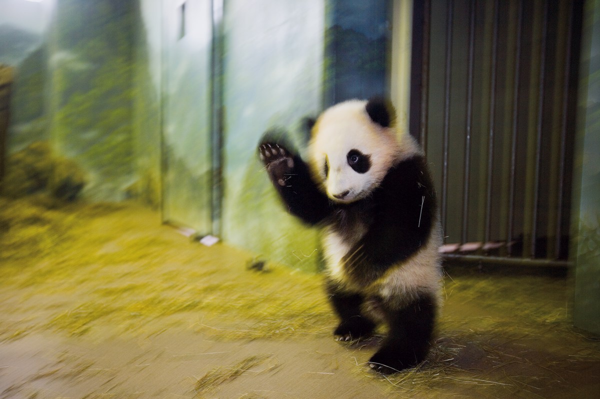 Giant panda, National Zoo, Washington, DC, 2006.