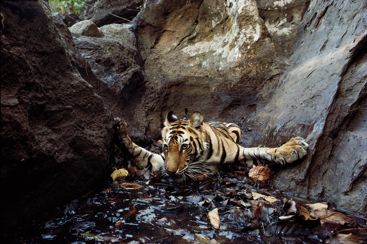 The tiger Bachhi (camera-trap photograph), Bandhavgarh. National Park, 1996.