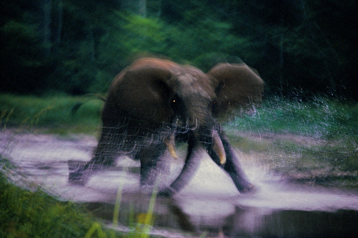 Charging elephant, Dzanga Bai, Central African Republic, 1993