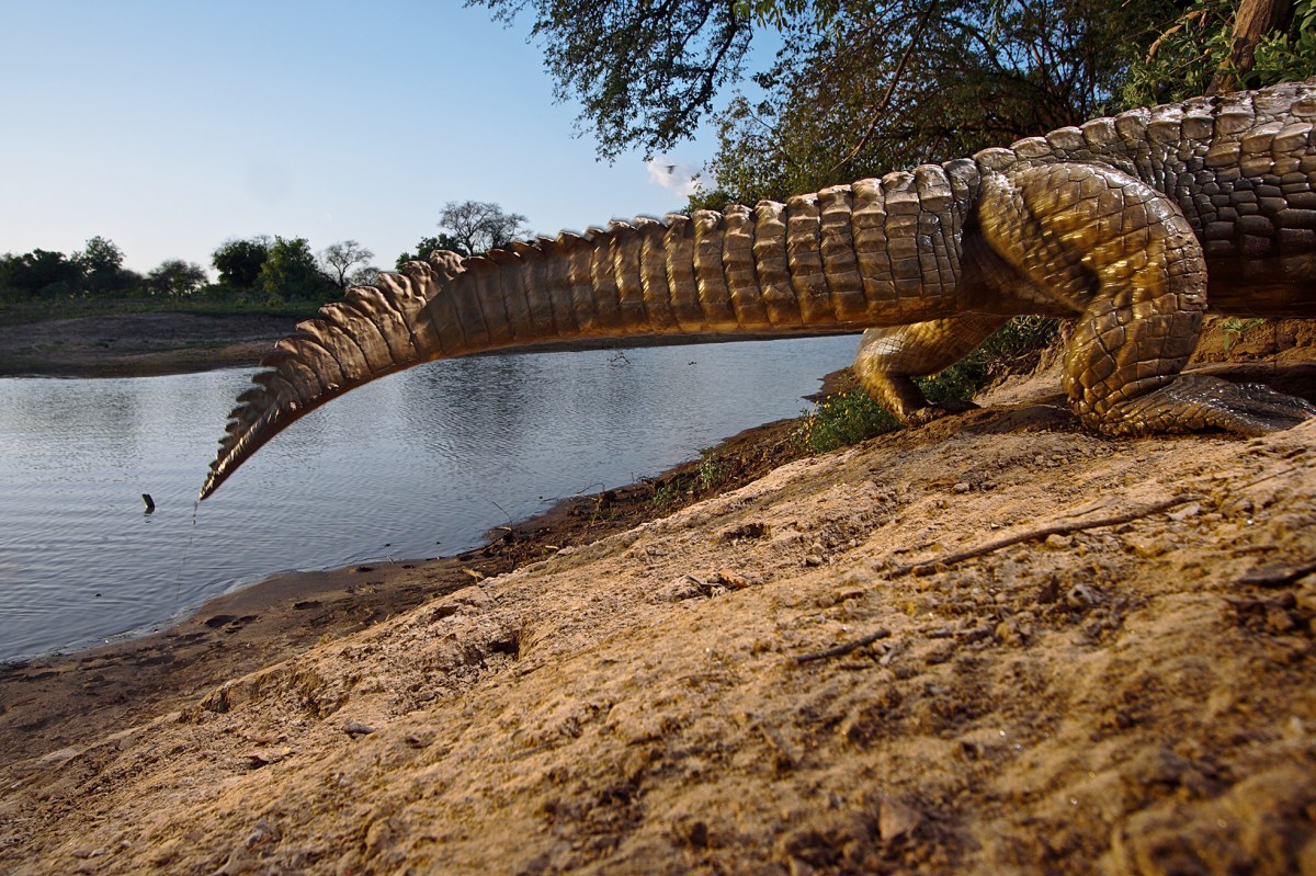 Crocodile (camera-trap photograph), Zakouma National Park, Chad, 2006.