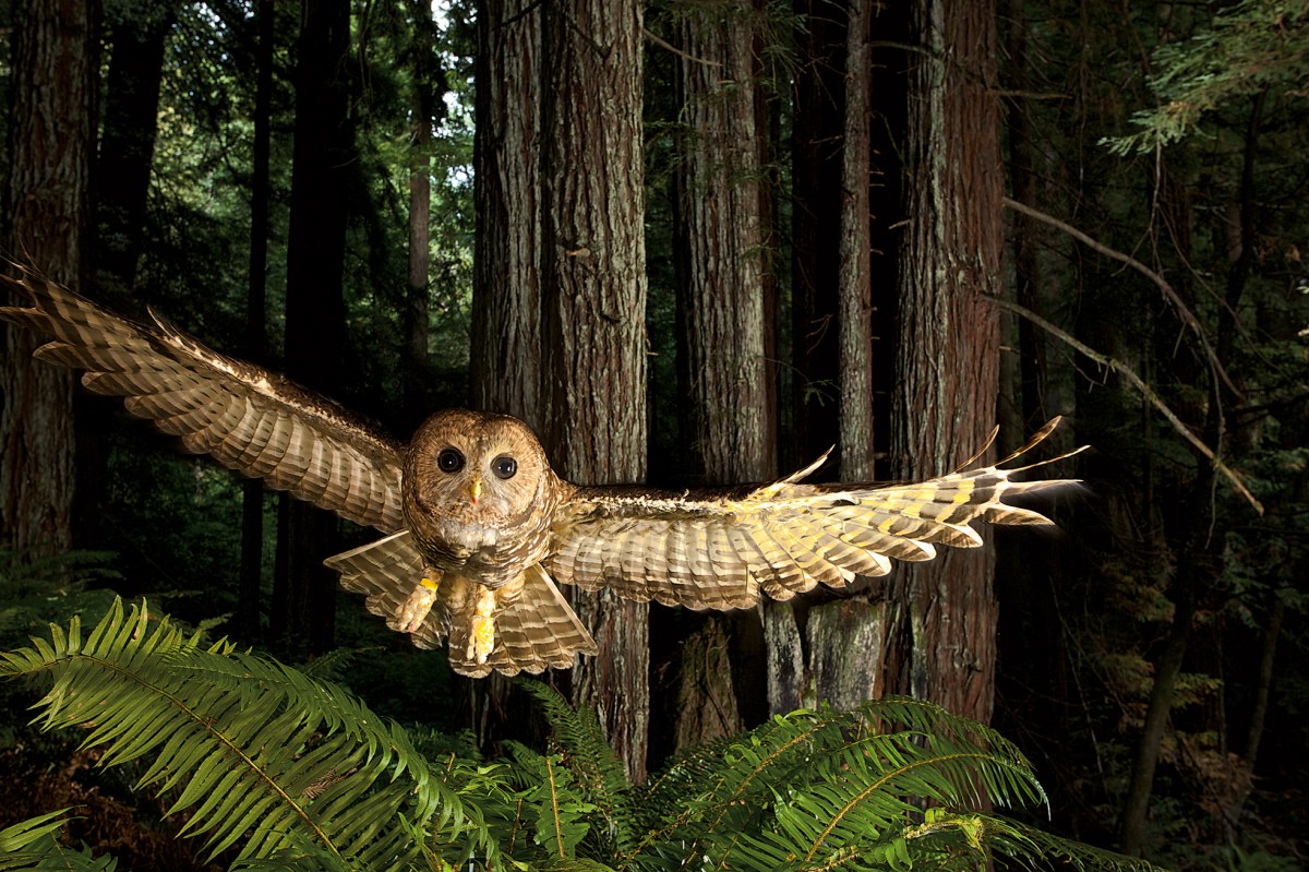 Northern spotted owl, Humboldt County, California, 2008.