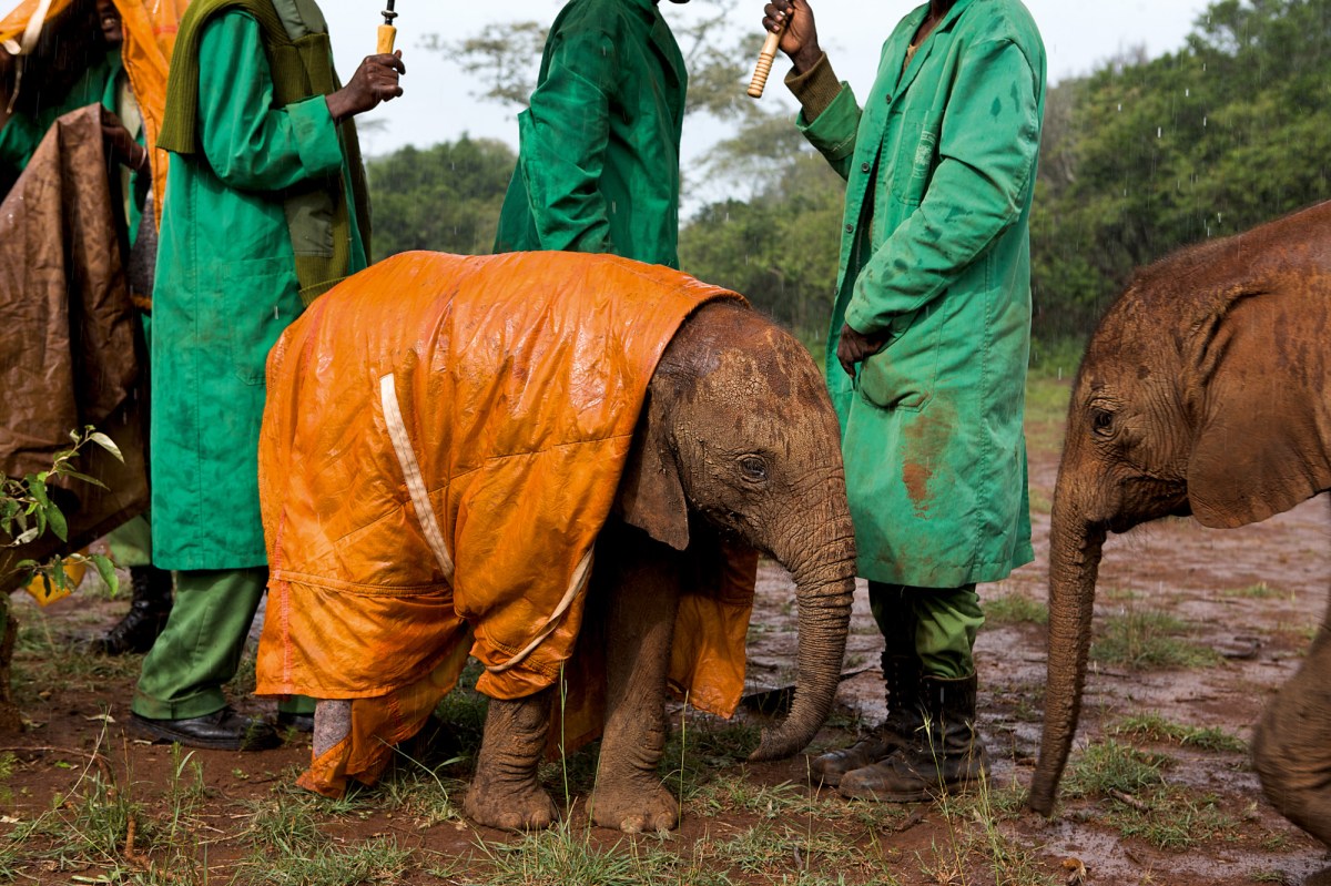 Baby elephant Shukuru, DSWT orphanage, Nairobi National Park, Kenya, 2010.