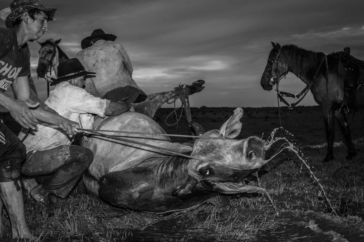 Llaneros prepare a horse to be tied during their search for wild cattle. This happens at dusk, when the animals are less aware. The wild cows and bulls can be quite dangerous and it takes great skill by the Llanero to capture them. Hato Santana, Casanare State, Orinoco Region, Colombia, 2015.