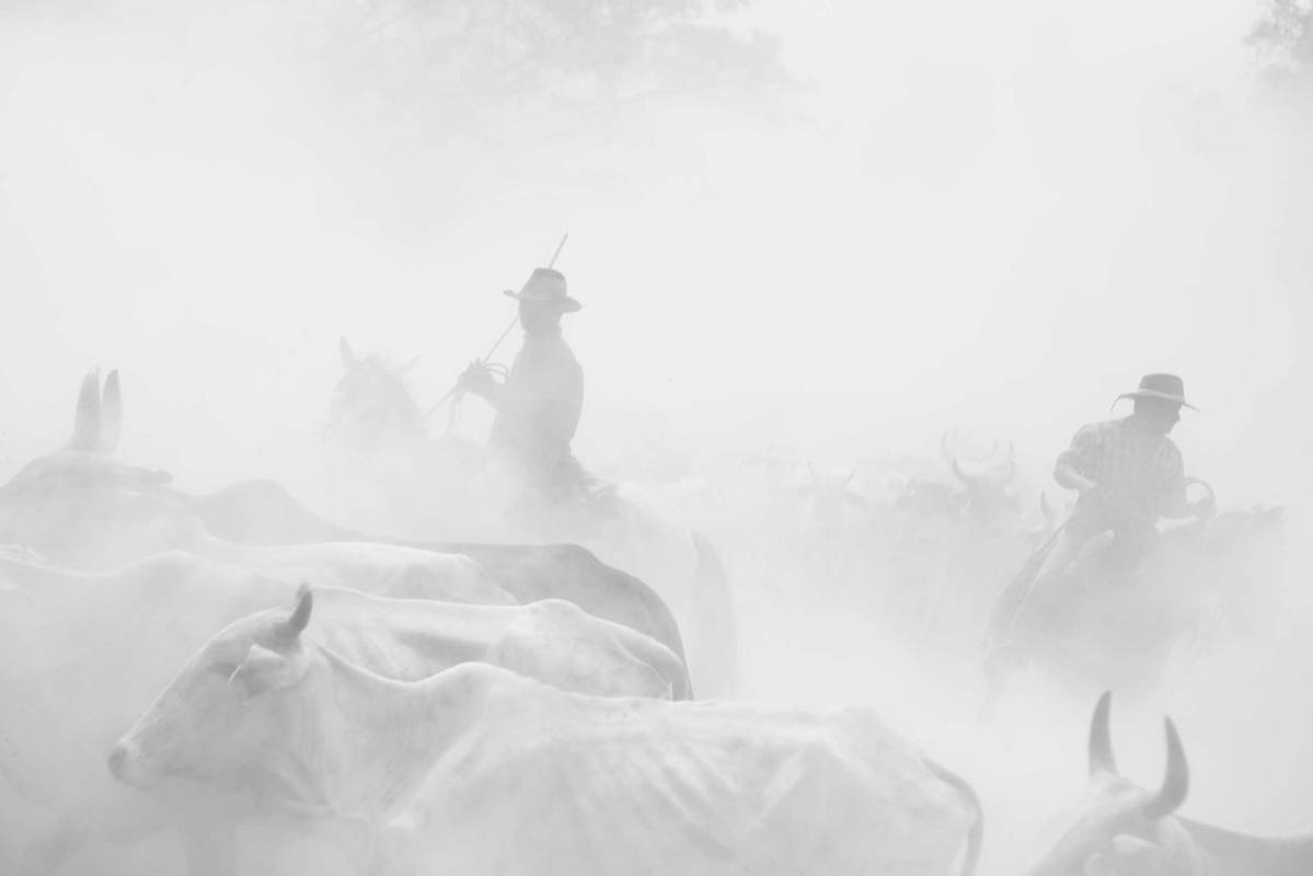 Summer time. The dust floods the working corrals and the savannahs, which during winter are flooded and must be crossed by swimming next to the horse. Hato Santana Savannahs, Casanare State, The Orinoco Plains, Colombia, 2015.