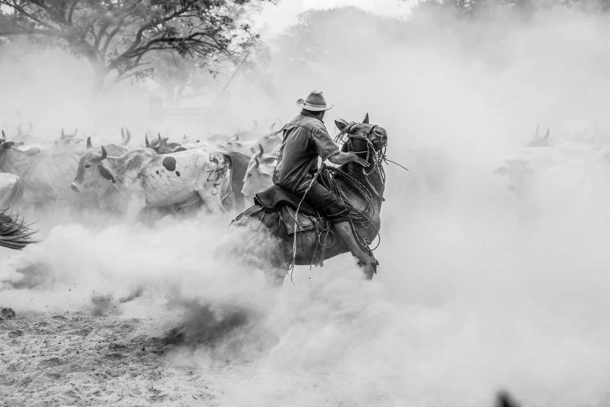 Angel Marrero, working with the cattle in the corrals of the Matenovillos ranch, during the “Trabajos del Llano” during summer. Matenovillos Ranch, Casanare State, The Orinoco Plains, Colombia, 2009.