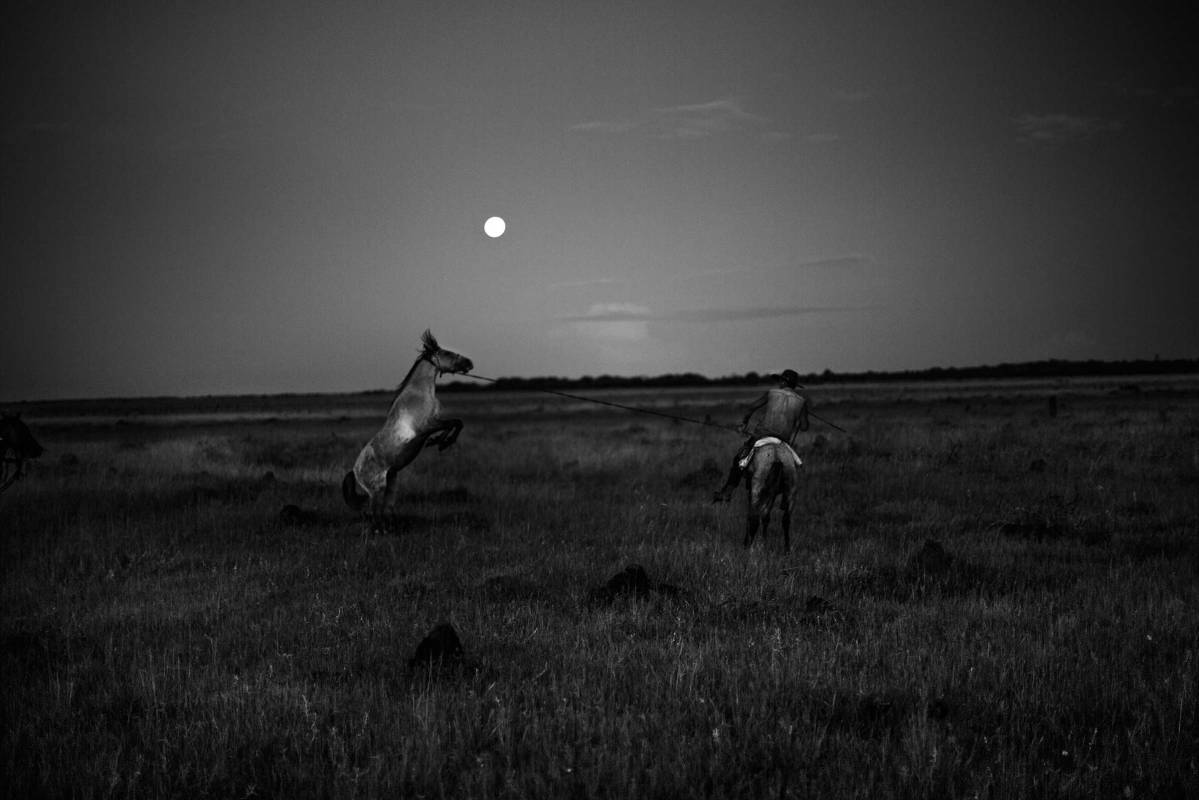 Oni Ramirez pulling a horse (attached to her horse’s tail) that will be ridden for the first time during the Trabajo de Llano. Santana Ranch, Casanare State, Orinoco Region, Colombia, 2015.