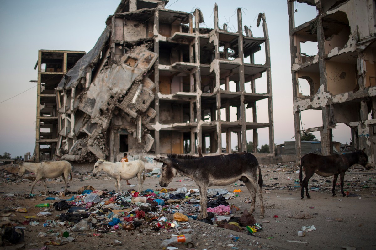 <span class="credit">Donkey's are eating near destroyed buildings in the northern Gaza Strip on Strip, 31 July 2015. By Wissam Nassar.</span><span class="caption">Donkey's are eating near destroyed buildings in the northern Gaza Strip on Strip, 31 July 2015. By Wissam Nassar.</span>