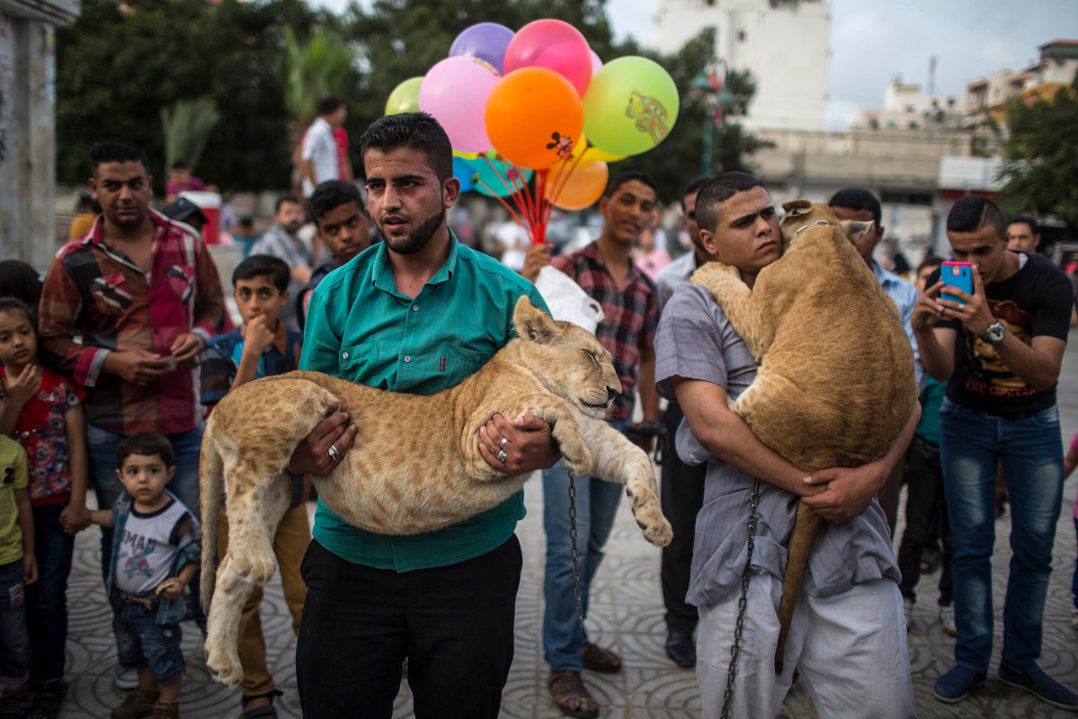 Gazan citizens gathering around 2 Cubs "Baby Lions" to take pictures with them for half a dollar at the "Unknown Soldier" square mid of Gaza City.on May 28, 2015. BY Wissam Nassar.