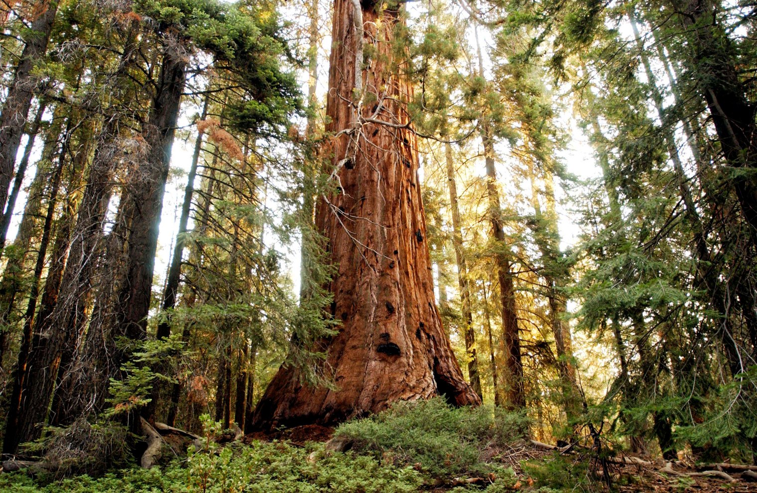 A sequoia tree, Trail of the 100 Giants, California.