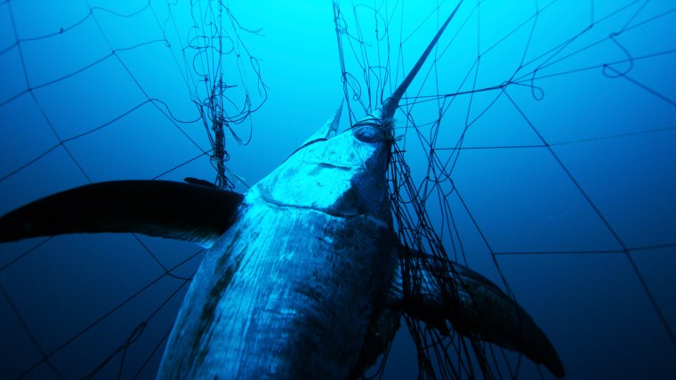 Almost 80% of the world's marine fish stocks are now fully exploited, overexploited or depleted